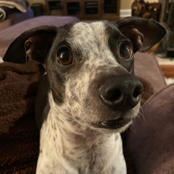 Meet your Posher, Danielle - Picture 1 of 1